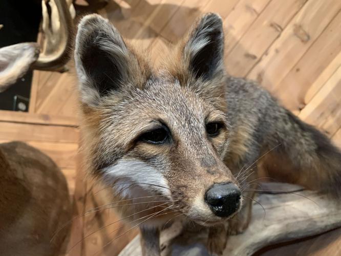 Sturgeon's Taxidermy