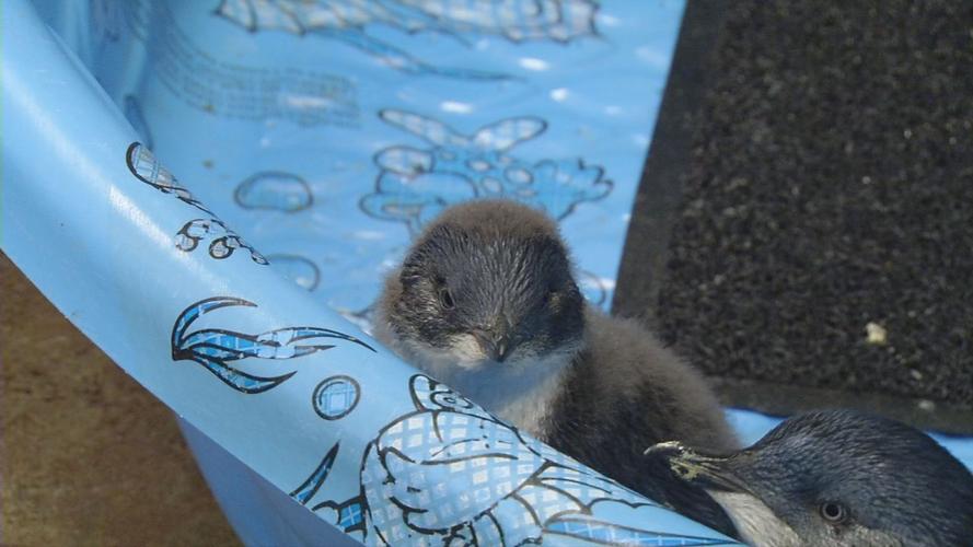 Penguins 5.jpg