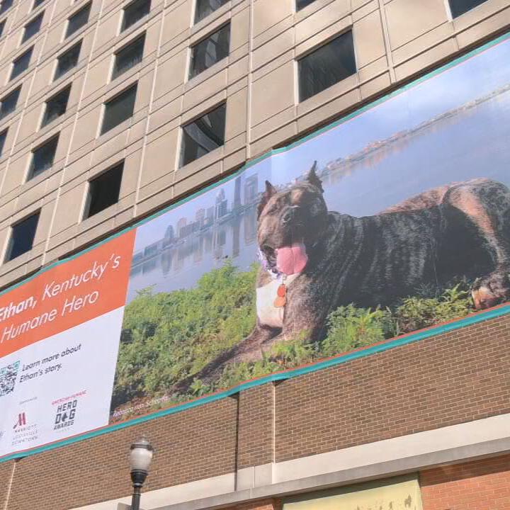 Big banner of Ethan the dog going up in downtown Louisville