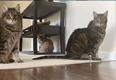 Study Cats Understand Their Names But Choose To Ignore You