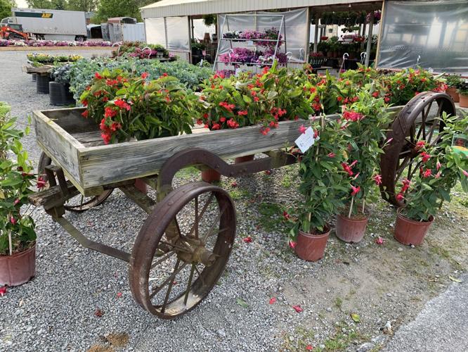 CHARLESTOWN FARM AND GARDEN - PLANTS FLOWERS SPRING PLANTING KK - 5-6-2021  (7).JPG