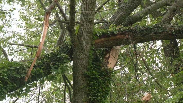 Wdrb Exploding Tree Uprooted tree from abandoned cemetery in Iroquois Park neighborhood ...