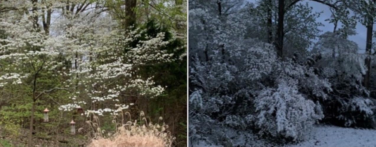 Snow in Lanesville.jpg