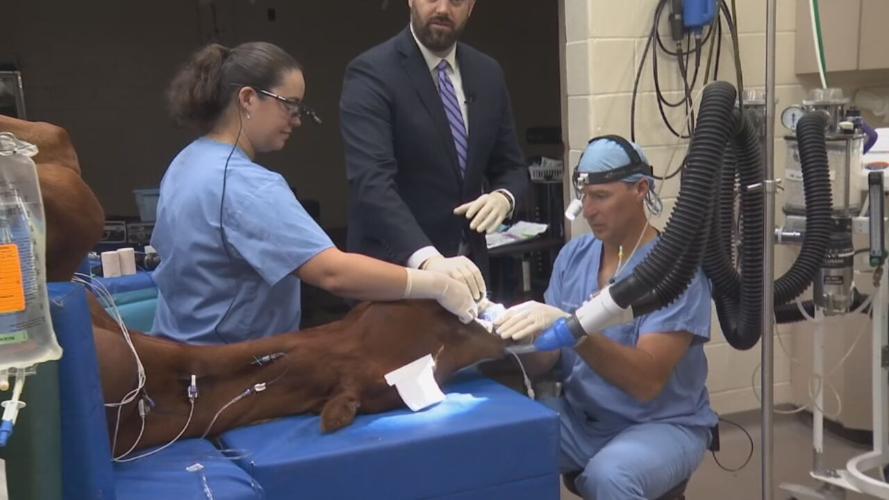 Rood and Riddle Equine Hospital in Lexington