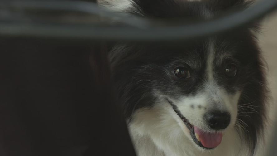 OLDHAM CO COYOTE ATTACK