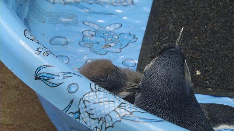 Penguins 6.jpg