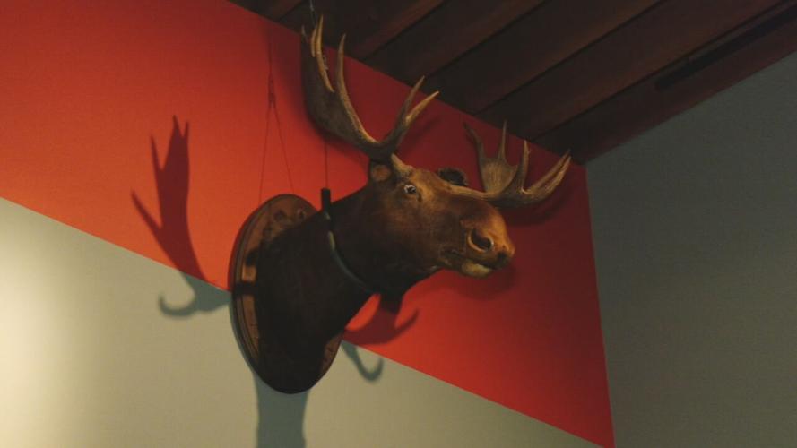 Phoenix Hill Tavern moose head now at Frazier Museum