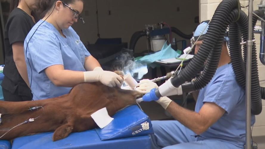 Rood and Riddle Equine Hospital in Lexington