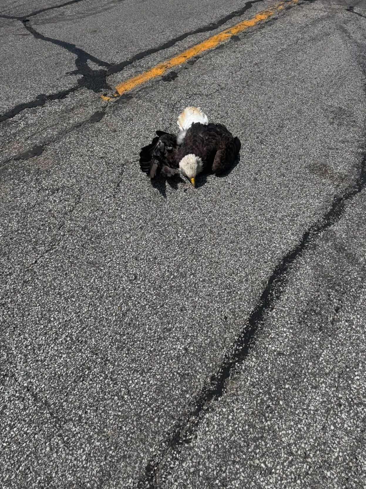 isp eagle 3.jpg