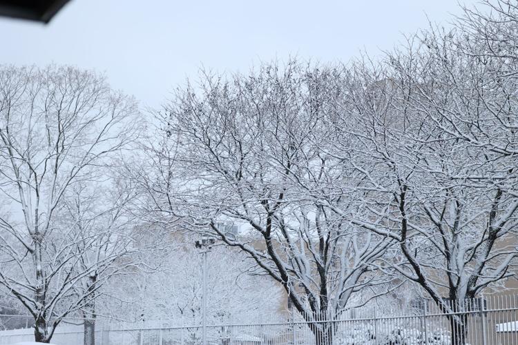 Snow on trees - Feb. 16, 2025