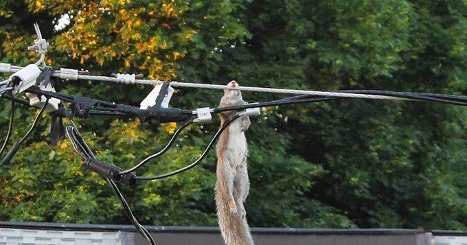 Neighborhood in NY gets power company's attention with photos of ...