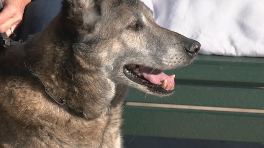 Willie the retired Louisville police dog.