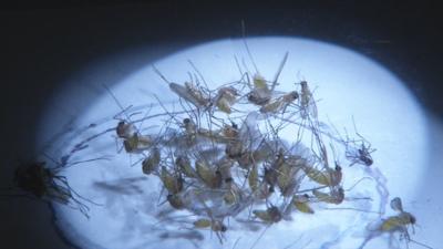 Mosquitoes under light