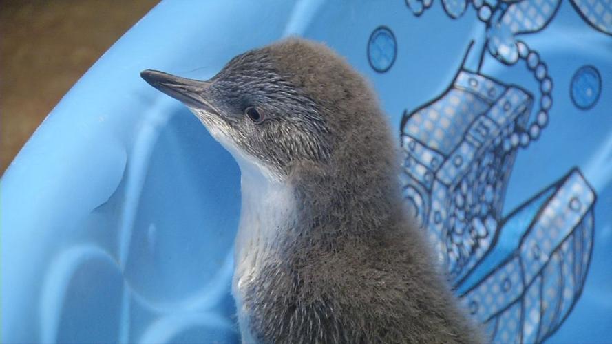 Penguins 7.jpg