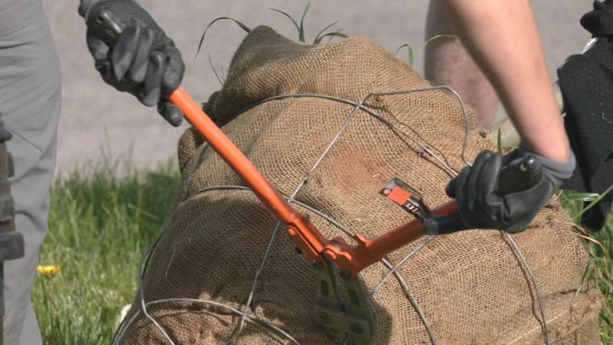 Tree being planted in Louisville unclipped.jpeg