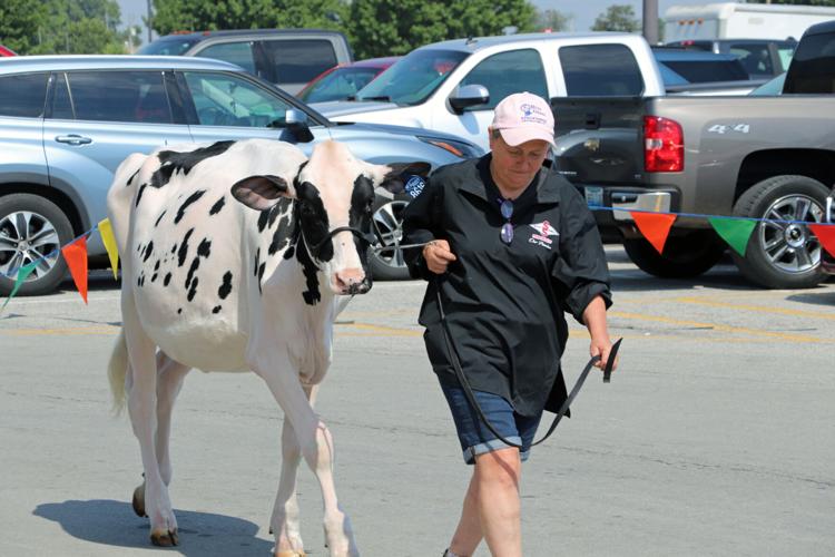 Woman leading cow at 2022 Kentucky State Fair