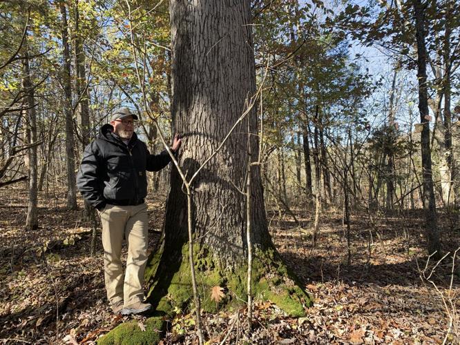 Maker's Mark White Oak Tree