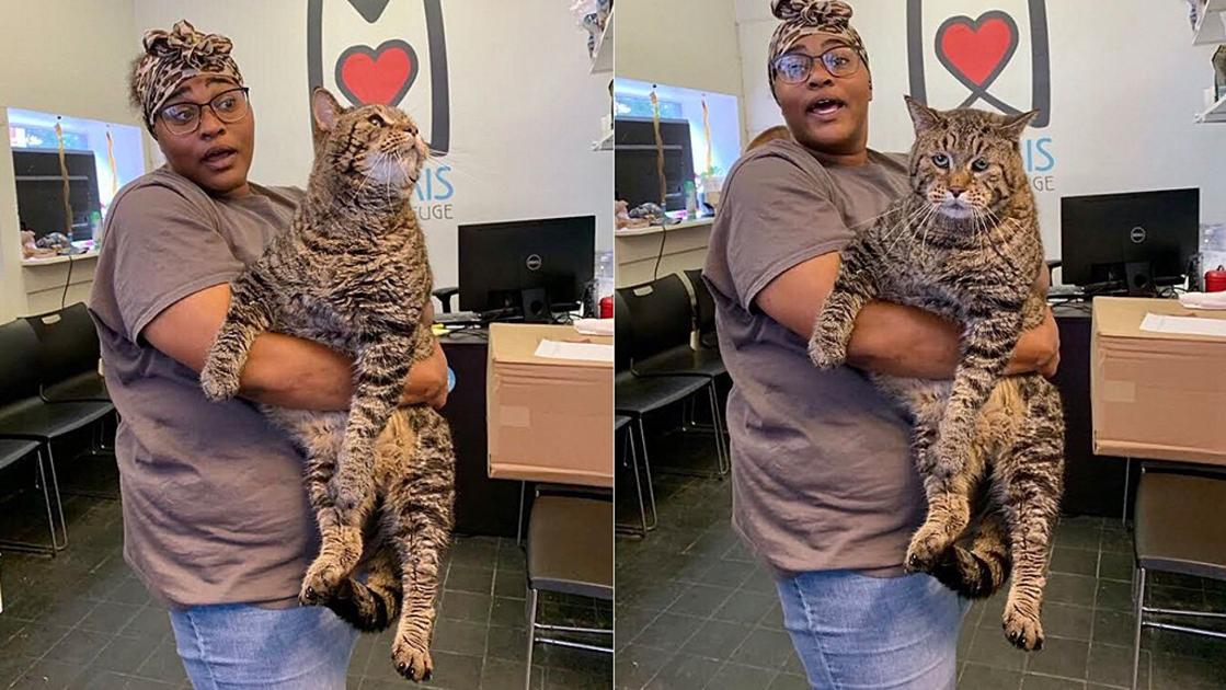 26 Pound Tabby Cat Goes Viral On Social Media Morning Wdrb Com