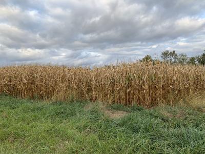 Corn Field