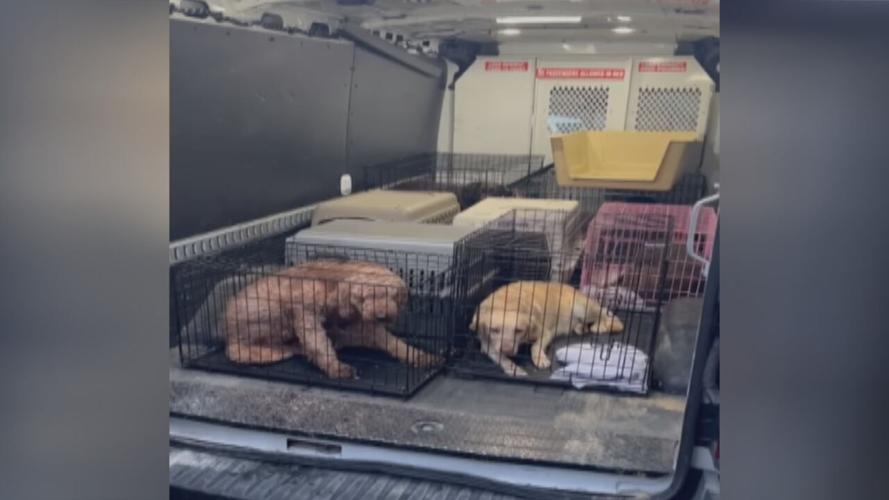 Seized pets in cages