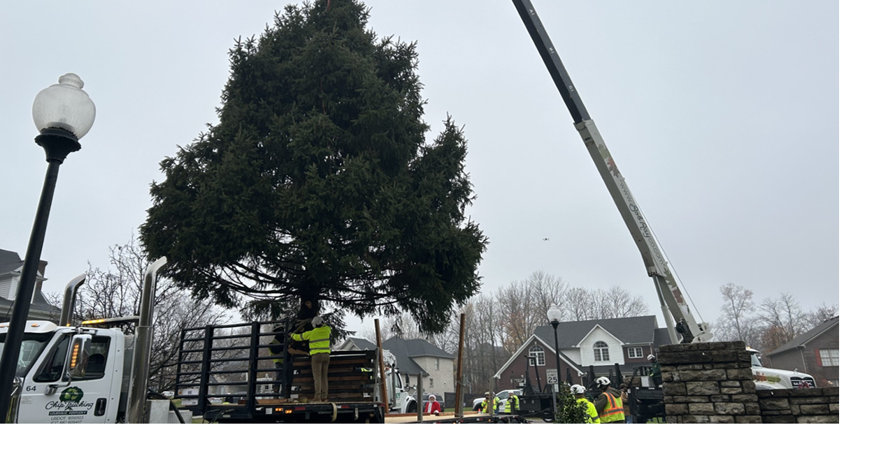 Crews move 2025 Light Up Louisville Christmas Tree | | wdrb.com