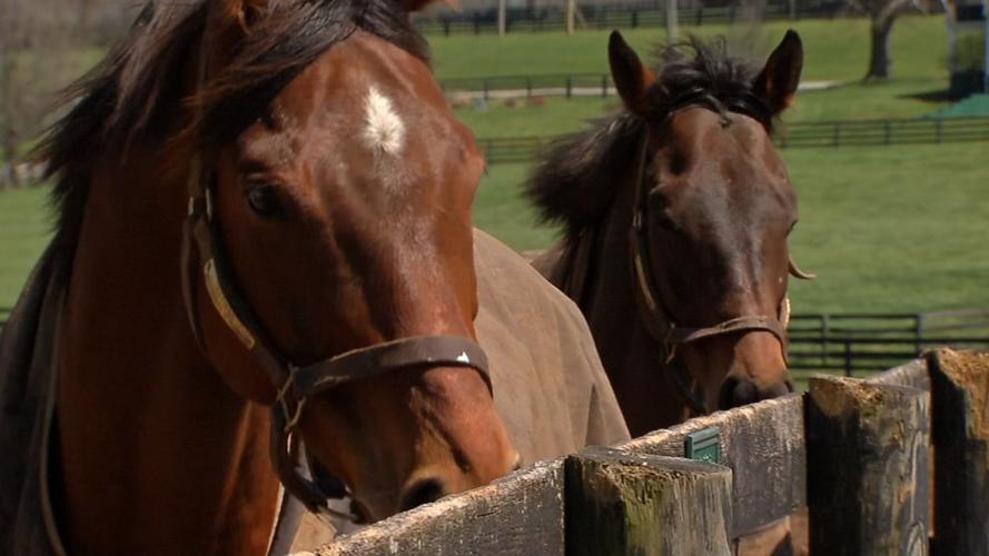 Old Friends Farm (thoroughbred retirement farm)