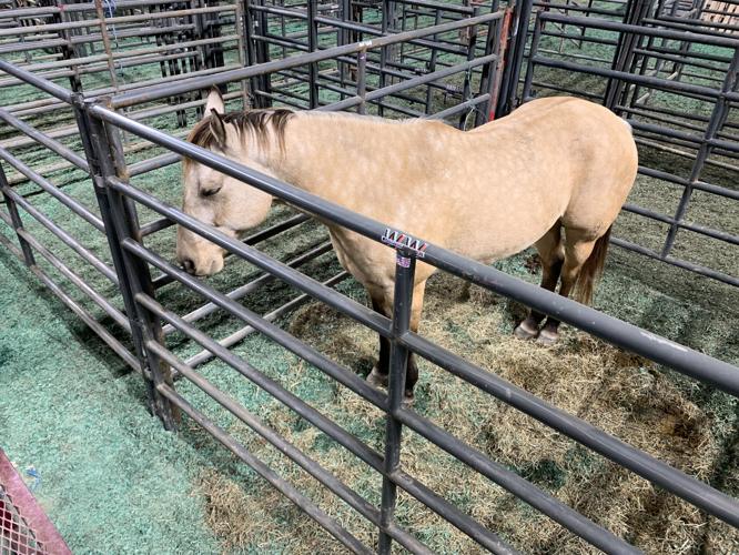 Rodeo - Brown Horse in Gate.jpeg