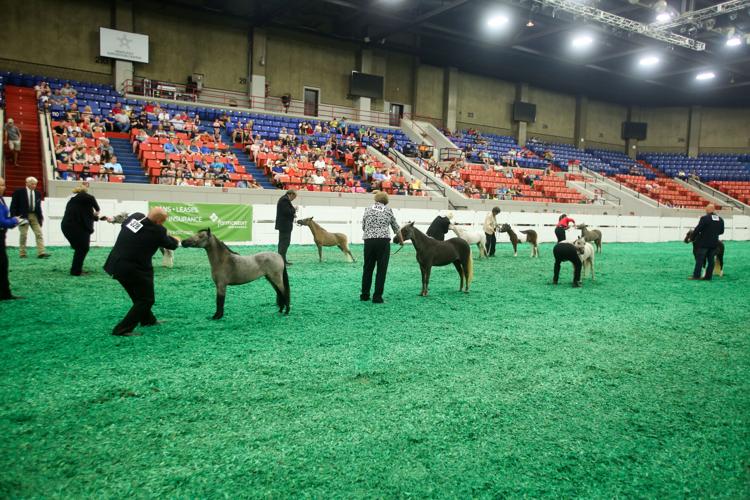 WORLD CHAMPIONSHIP HORSE SHOW 2018 - FREEDOM HALL  (8).jpg