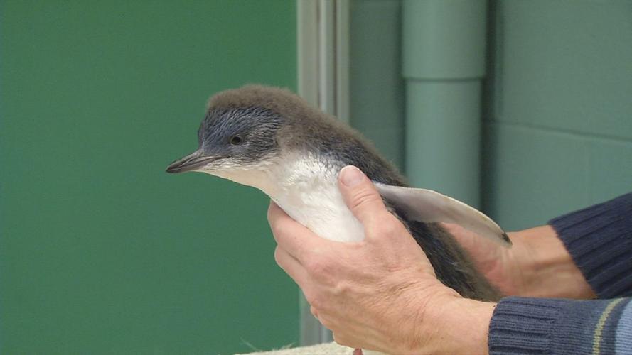 Penguins 8 (1).jpg