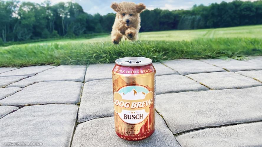 Dog runs toward Busch Beer can