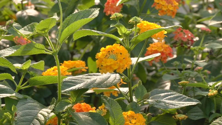 Lantana plant
