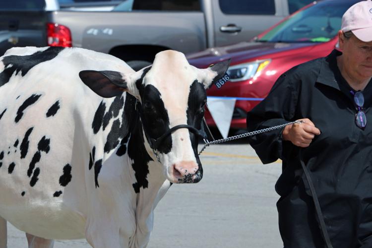 Woman leading cow at 2022 Kentucky State Fair