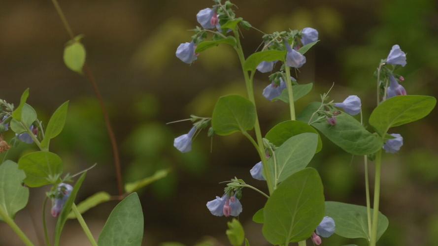 RIVER FIELDS WILDFLOWER WALK