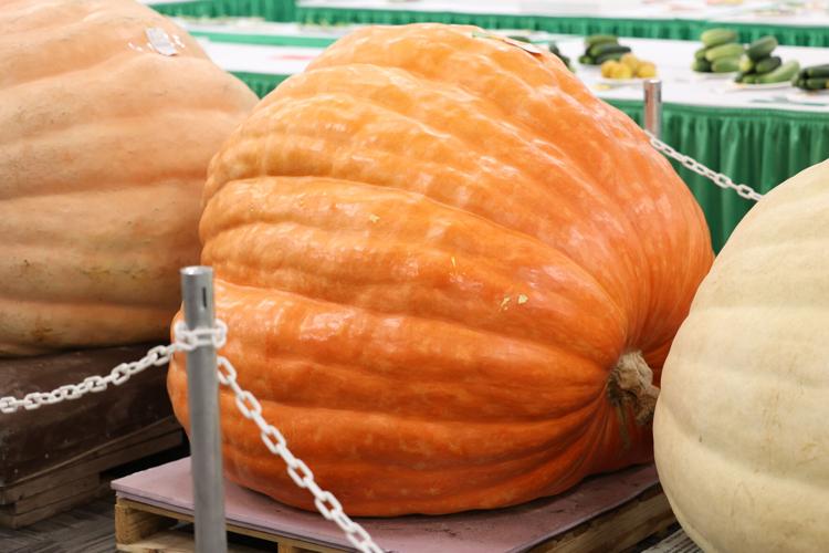 Pumpkins at the kentucky state fair.