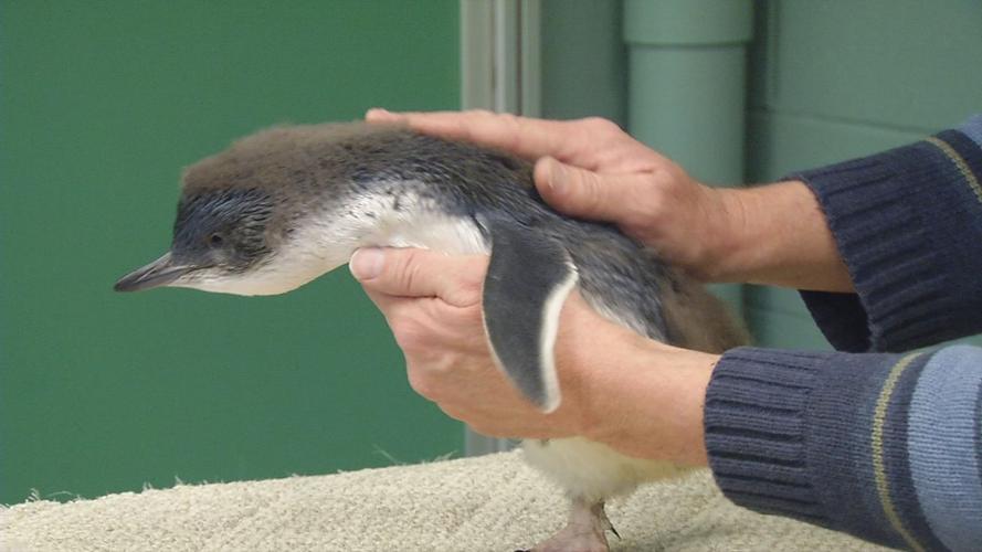 Penguins 8.jpg