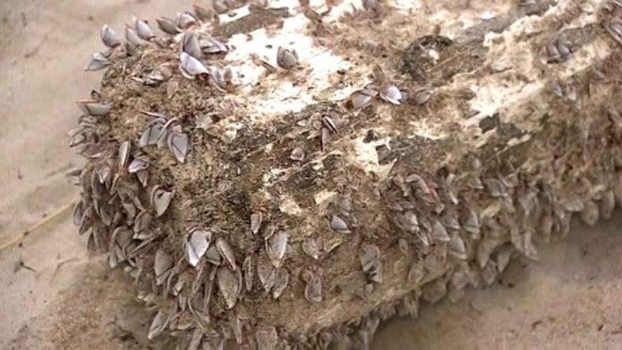 CROSS WASHED UP ON FORT LAUDERDALE FLORIDA BEACH 2 2-6-19.jpg