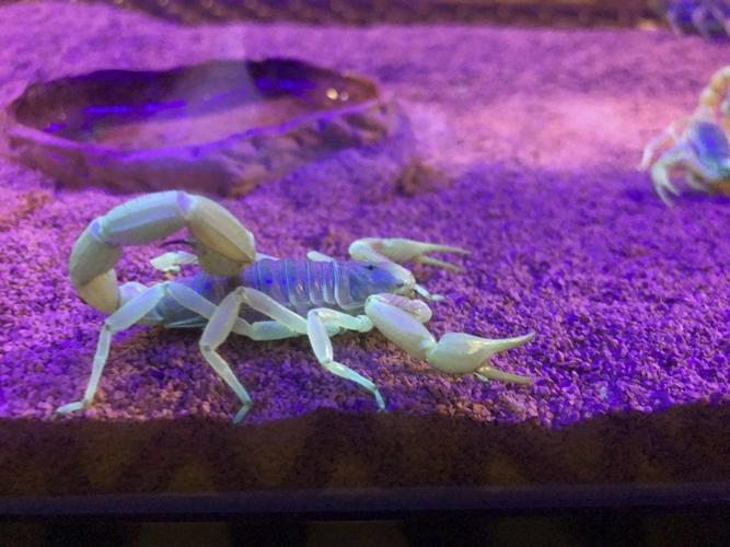 NEON SCORPIONS - AP 1.jpeg