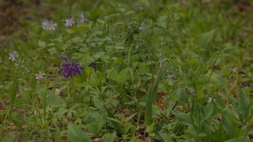 RIVER FIELDS WILDFLOWER WALK