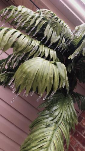 Bardstown-KY-Ice-2-10-21 (2).jpg