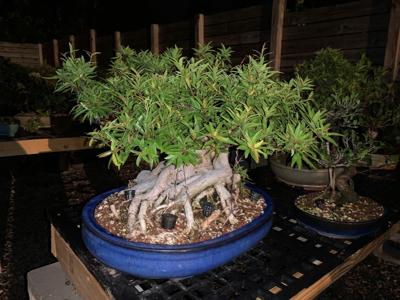 bonsai trees kk 8-11-20.jpg