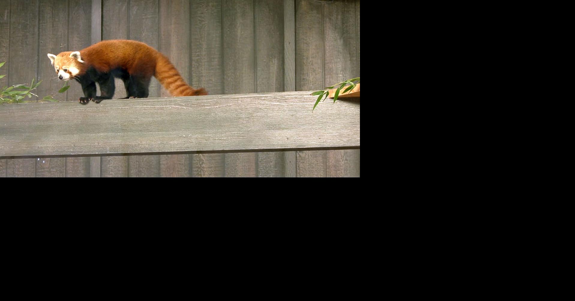 A red panda was unveiled as the Louisville Zoo's newest animal on May