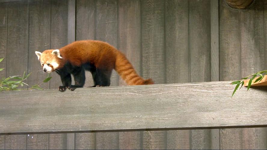 A red panda was unveiled as the Louisville Zoo's newest animal on May 16, 2023.