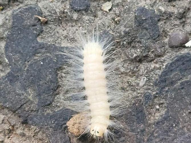 WOOLLY WORMS! What Do They Indicate For The Winter Season? Weather Blog