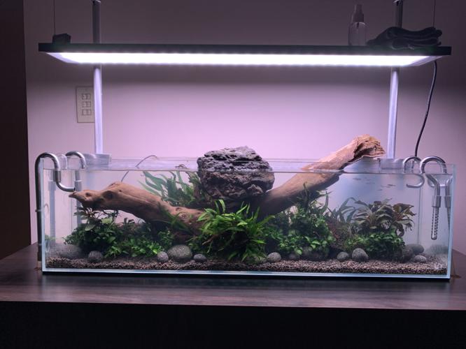 Louisville Aquascaping