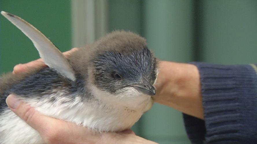 Penguins 9.jpg