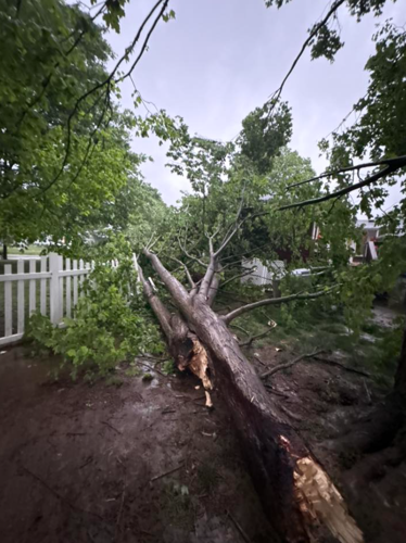 Tree down in Sellersburg, Indiana.