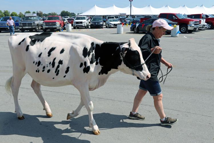 Woman leading cow at 2022 Kentucky State Fair