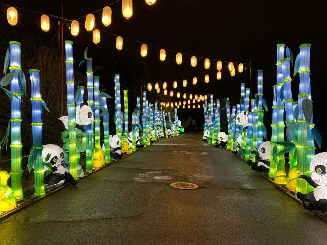IMAGES Wild Lights at the Louisville Zoo showcases the art of