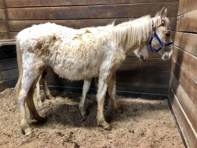 rescued horse wayne co 5-16-20.jpg