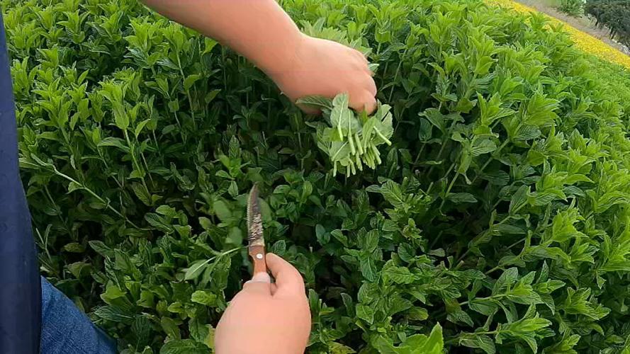 Nelson Family Agriculture mint harvest - 5.1.24